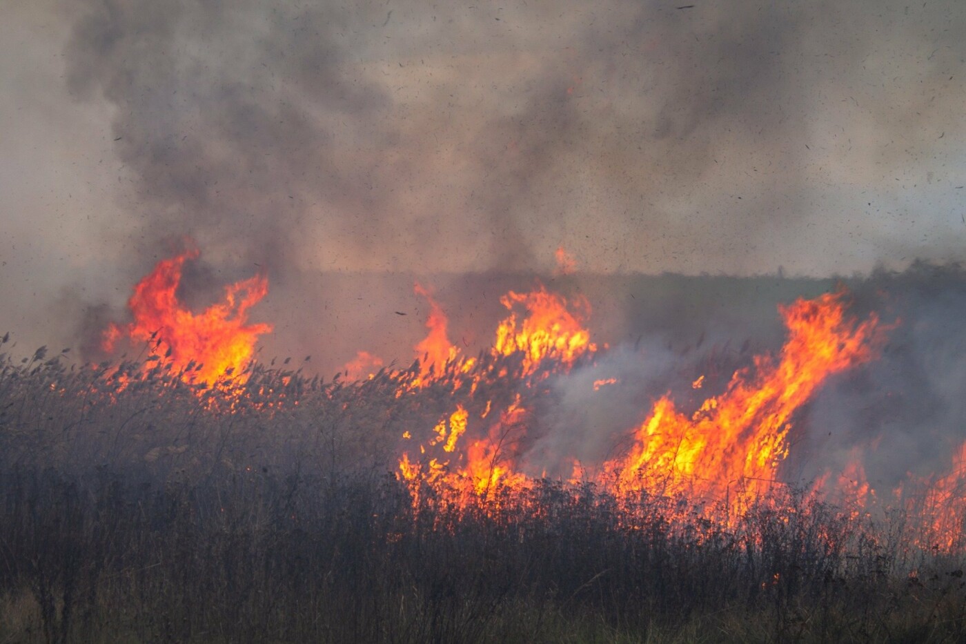 В Лозовой и селе Весёлом выгорела сухая растительность, фото-5 В Лозовой и селе Весёлом выгорела сухая растительность, фото-5