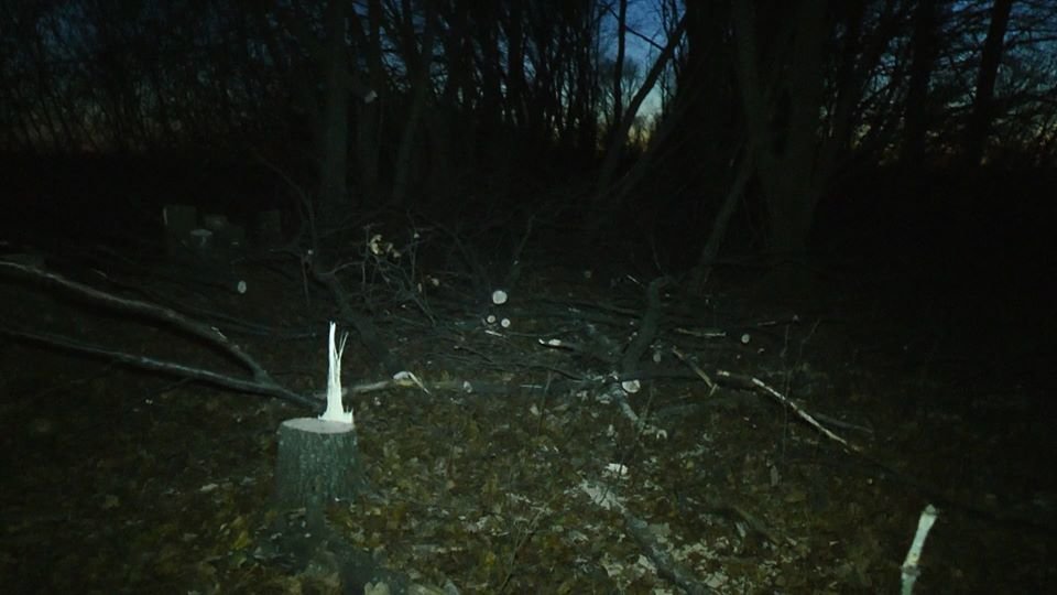 На Лозовщине возле села Черниговское незаконно спилили лесо..., фото-3 На Лозовщине возле села Черниговское незаконно спилили лесополосу (Фото, видео), фото-3