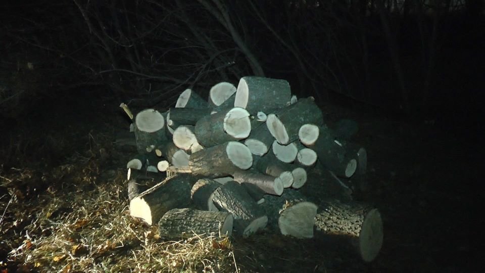 На Лозовщине возле села Черниговское незаконно спилили лесо..., фото-4 На Лозовщине возле села Черниговское незаконно спилили лесополосу (Фото, видео), фото-4